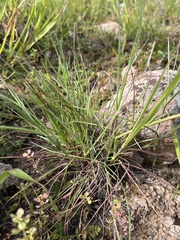 Poa secunda