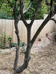 Citrus × microcarpa