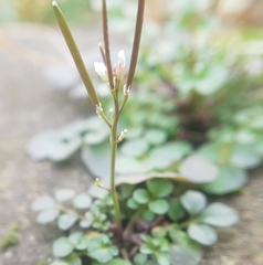 Cardamine hirsuta
