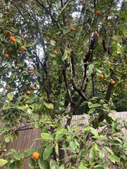 Citrus × microcarpa