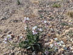 Nerisyrenia camporum