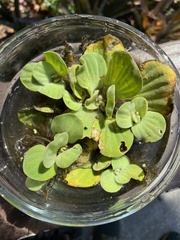 Pistia