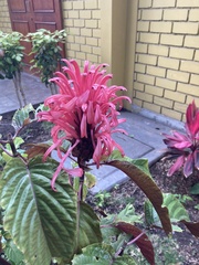 Justicia carnea
