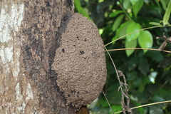 Nasutitermes corniger