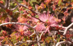 Calliandra eriophylla
