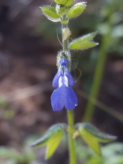 Salvia subincisa