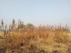 Hygrophila auriculata