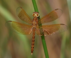 Neurothemis terminata