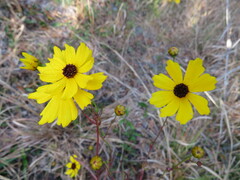 Coreopsis leavenworthii