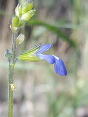 Salvia subincisa
