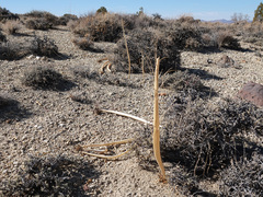 Caulanthus crassicaulis