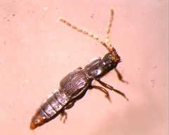 Oxytelinae