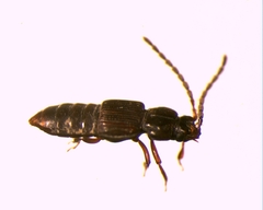 Oxytelinae