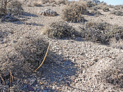 Caulanthus crassicaulis