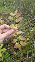 Lygodium volubile
