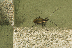 Pelargoderus luteosparsus