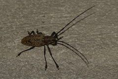 Pelargoderus luteosparsus