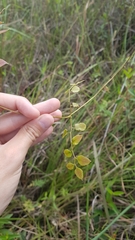 Lygodium volubile