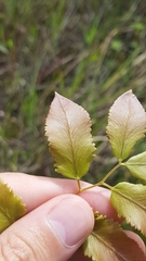 Lygodium volubile