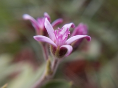 Oxypetalum solanoides