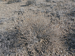 Tetradymia glabrata