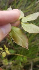 Lygodium volubile