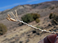Tetradymia glabrata