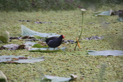 Gallinula chloropus