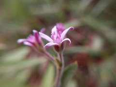 Oxypetalum solanoides