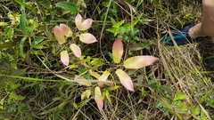 Lygodium volubile
