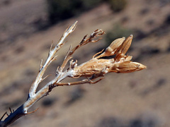 Tetradymia glabrata