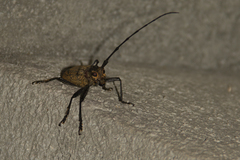 Pelargoderus luteosparsus