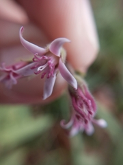 Oxypetalum solanoides