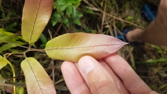 Lygodium volubile