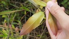 Lygodium volubile