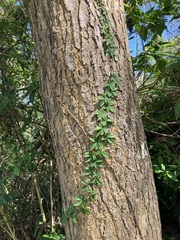 Tetrastigma obtectum