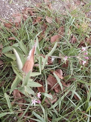 Oxypetalum solanoides