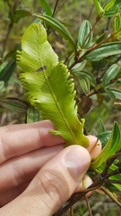 Lygodium volubile