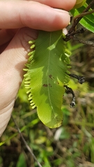 Lygodium volubile