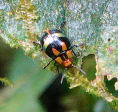 Doryphorina