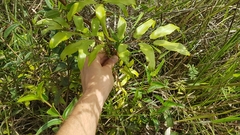 Lygodium volubile