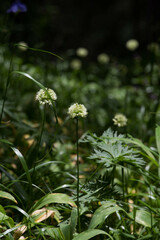 Allium microdictyon