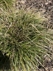 Chloris verticillata