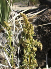 Amaranthus powellii