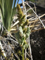 Amaranthus powellii