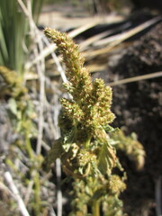 Amaranthus powellii