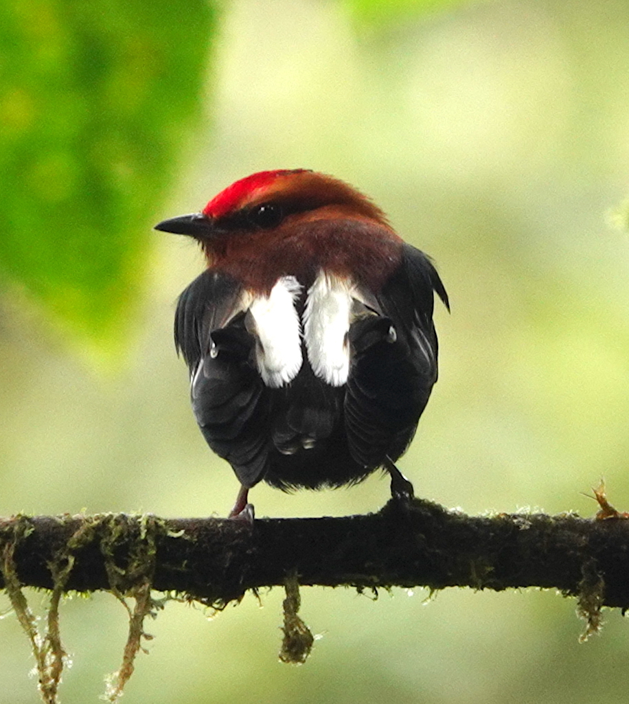 Club-winged Manakin (Machaeropterus deliciosus), photo 8