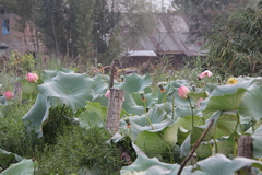 Nelumbo nucifera