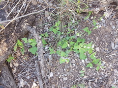 Mirabilis oxybaphoides