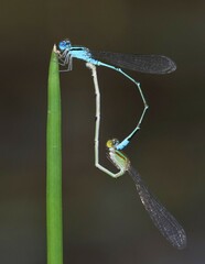 Pseudagrion microcephalum